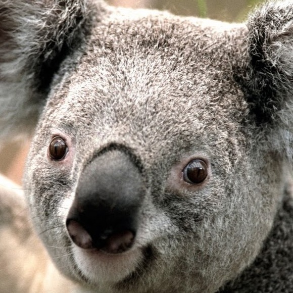 Meet your Posher, Ariana - Picture 1 of 1